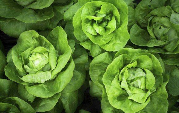 More Greens In Your Diet